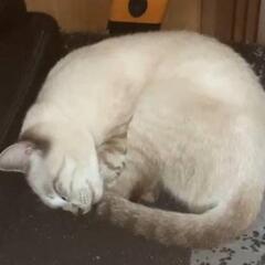 困り顔の猫ちゃんの里親募集です