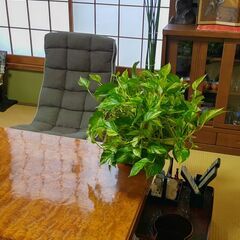 観葉植物　ポトス