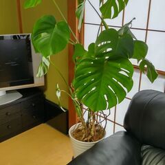 観葉植物　モンステラ
