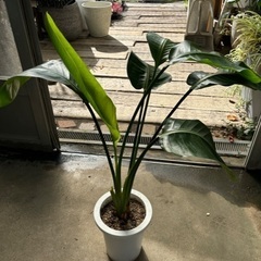 オーガスタ現品処分品(予定者決まりました)