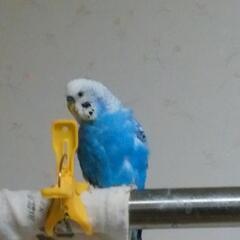 決まりました   セキセイインコ(男の子)