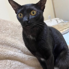 1歳黒猫です！