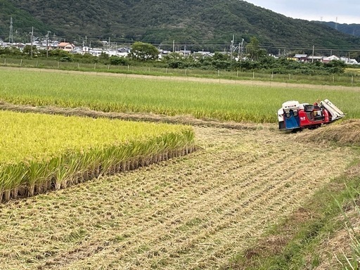 完売しました。新米 にこまる30kg玄米②