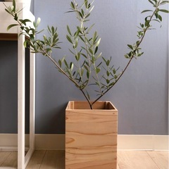 オリーブ　鉢植え