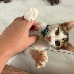 捨て猫