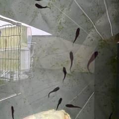 オロチヒレ長メダカ