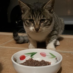 小山市横倉近辺で、個人で地域猫・保護猫活動してる同性(女性)の方...