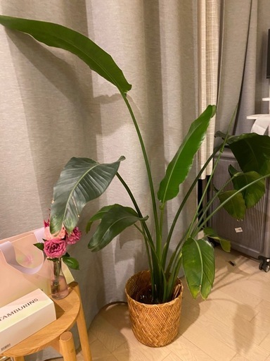 値下げ　植物