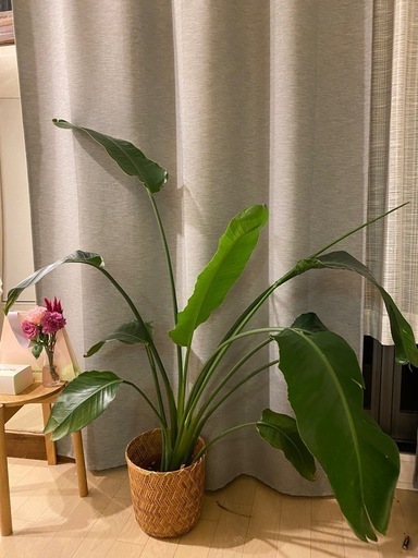 値下げ　植物