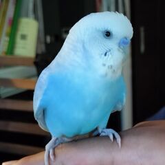 セキセイインコを捜しています