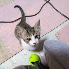 生後7週の子猫♀