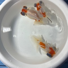 ちょうびの画像