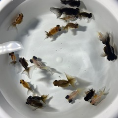 ちょうびの画像