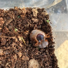 カブトムシ幼虫？