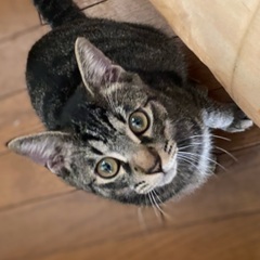 5ヶ月のキジトラの男の子　朔