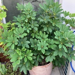 【値下げ中】鉢付き植物🪴 
