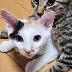 白三毛猫とても仲良し姉妹　活発な性格のミケチヨちゃん　女の子　推定9か月 − 神奈川県