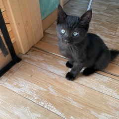 探してます、里親さん