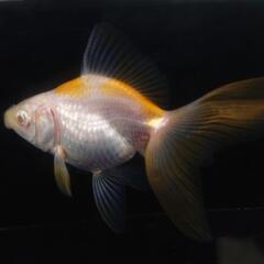 🐟️レア品種数量限定🐟️アルビノ琉金　一匹　珍しい更紗アルビノ琉...