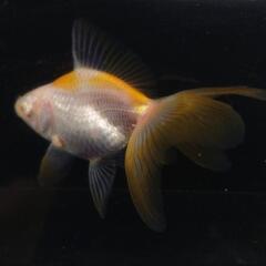 🐟️レア品種数量限定🐟️アルビノ琉金　一匹　珍しい更紗アルビノ琉金でキレイです！№1の画像
