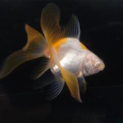 🐟️レア品種数量限定🐟️アルビノ琉金　一匹　珍しい更紗アルビノ琉金でキレイです！№1の画像