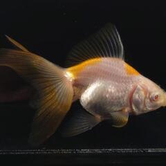 🐟️レア品種数量限定🐟️アルビノ琉金　一匹　珍しい更紗アルビノ琉金でキレイです！№1の画像