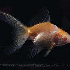 🐟️レア品種数量限定🐟️アルビノ琉金　一匹　珍しい更紗アルビノ琉...
