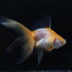 🐟️レア品種数量限定🐟️アルビノ琉金　一匹　珍しい更紗アルビノ琉...