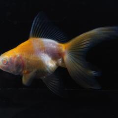 🐟️レア品種数量限定🐟️アルビノ琉金　一匹　珍しい更紗アルビノ琉金でキレイです！№3の画像