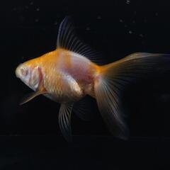 🐟️レア品種数量限定🐟️アルビノ琉金　一匹　珍しい更紗アルビノ琉金でキレイです！№3の画像