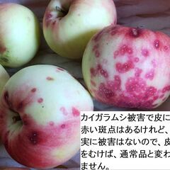 郡山方面10/24限定！わけありりんご2kg8〜9個程度入《特別栽培・JGAP》の画像