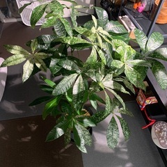 パキラミルキーウェイ接木　植物