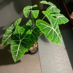 アロカシア　グリーンベルベット　植物