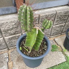 サボテン　鬼面閣ブランチ　8号の画像