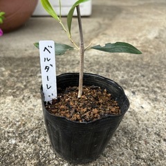 オリーブ　挿し木苗　ベルダル）の画像
