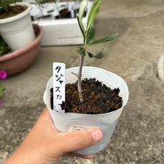 オリーブ　挿し木苗　ベルダル）の画像