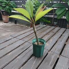 プルメリア苗木 ガーデニング ハワイのお花