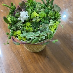 取り引き中)多肉植物、セダム寄せ植え