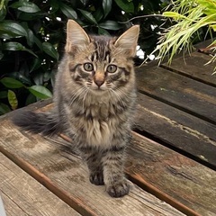 子猫1匹　3ヶ月　里親探してます