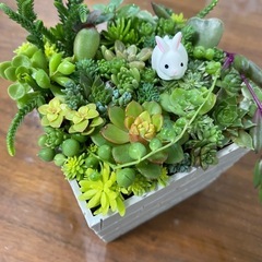 取り引き中)多肉植物、セダムの寄せ植え