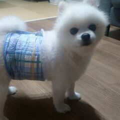 ママ友、犬友