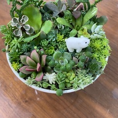 取り引き中)多肉植物　セダムの寄せ植え