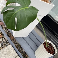 デリシオーサ　モンステラ　観葉植物