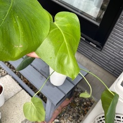 デリシオーサ　モンステラ　観葉植物