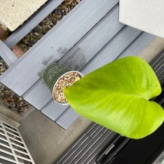 デリシオーサ　モンステラ　観葉植物