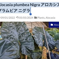 アロカシア プラムビア ニグラ