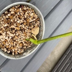 デリシオーサ　モンステラ　観葉植物の画像