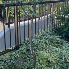 【引き渡し決まりました】＊ミモザ＊(高さ160センチ)