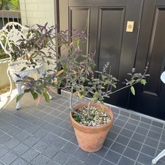 【引渡し決まりました】西洋ニンジンボク