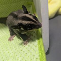 フクロモモンガ🖤ブラックビューティー🖤 - 大阪市